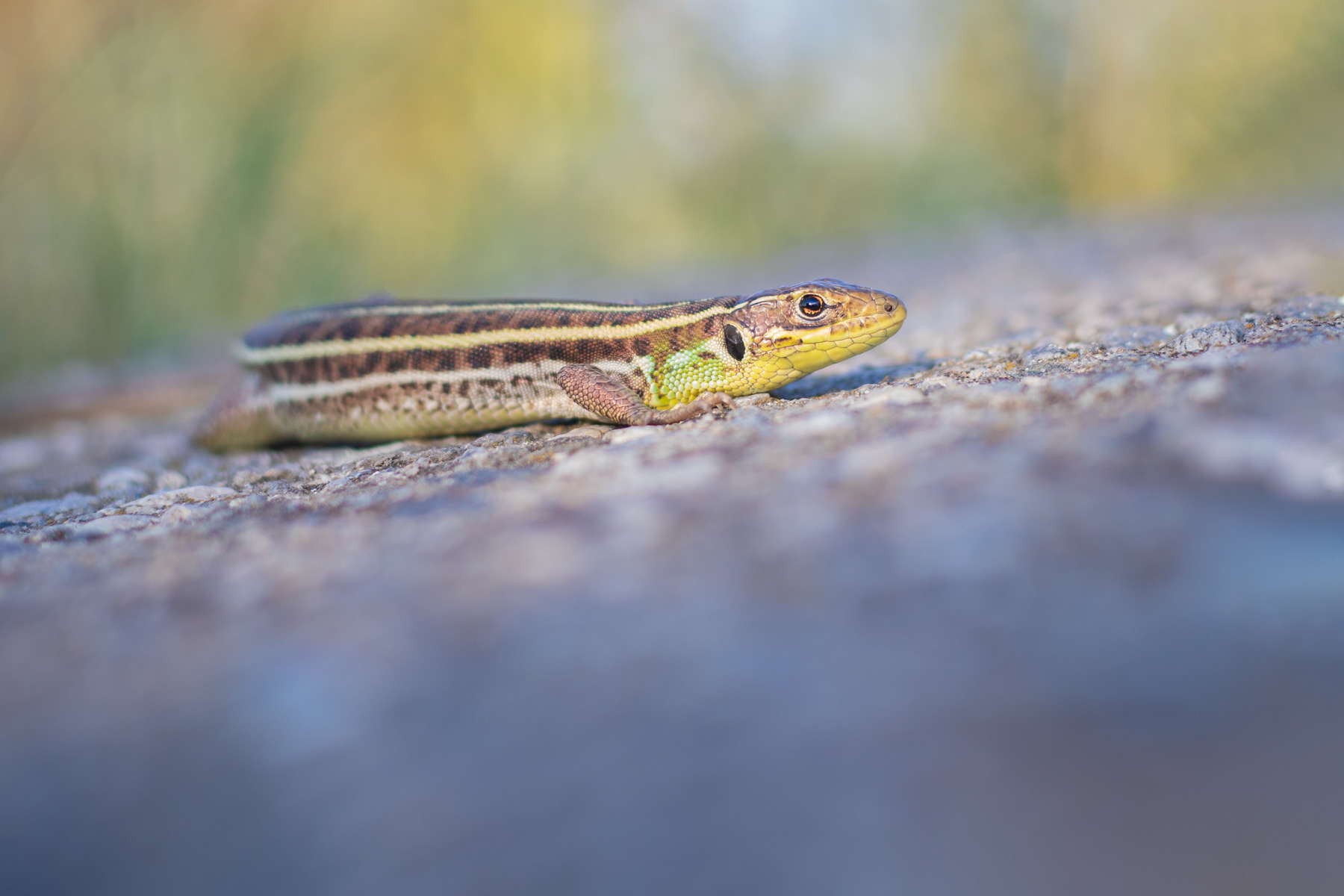 Източнобалкански ивичест гущер/ Eastern Balkan Green Lizard