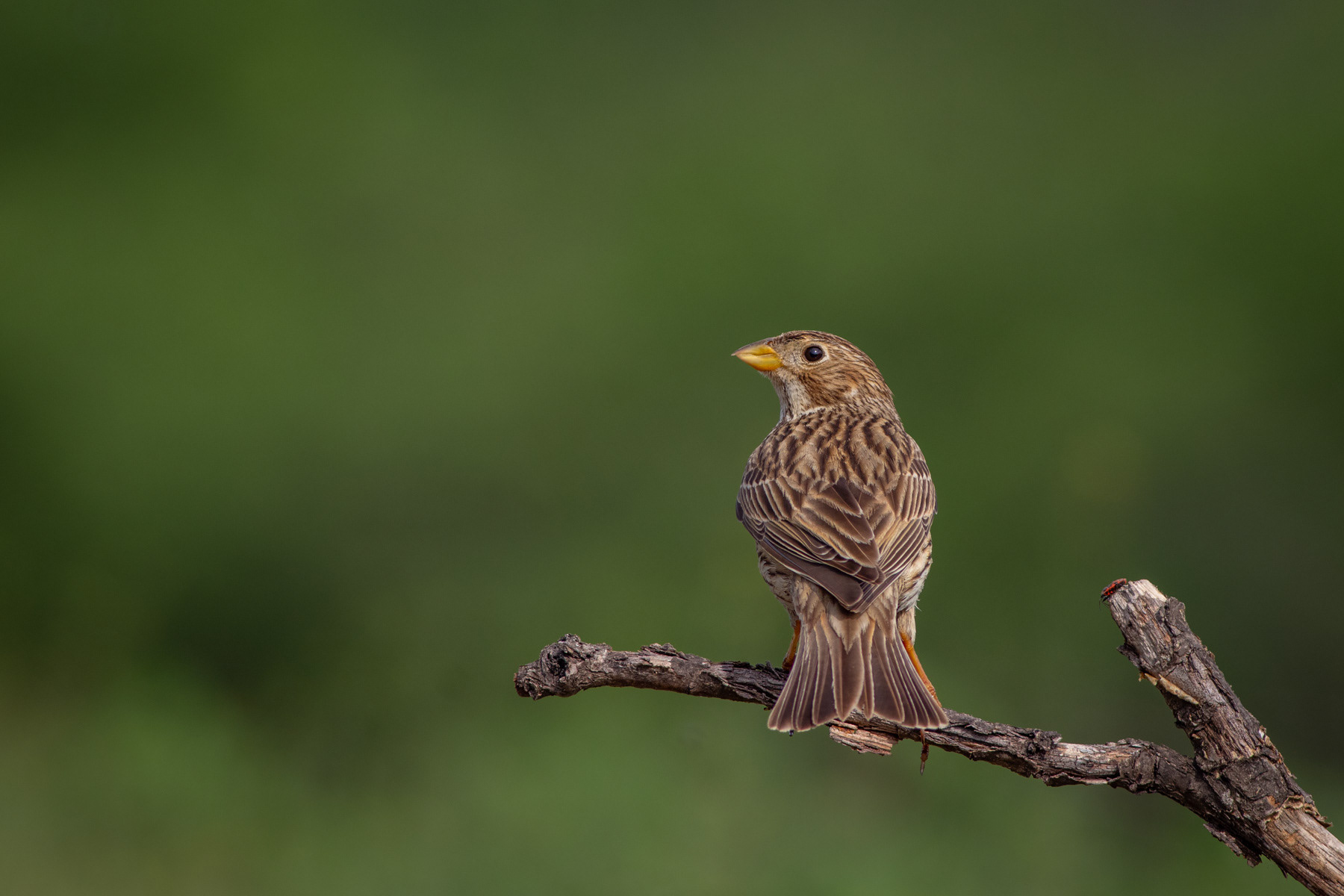 Сива овесарка/ Corn bunting