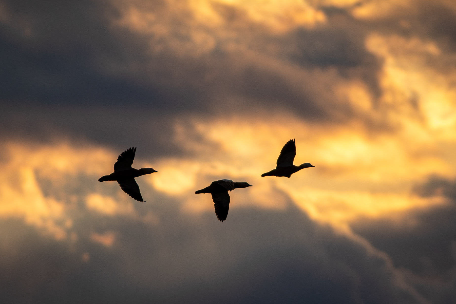 Червен ангъч/ Ruddy shelduck