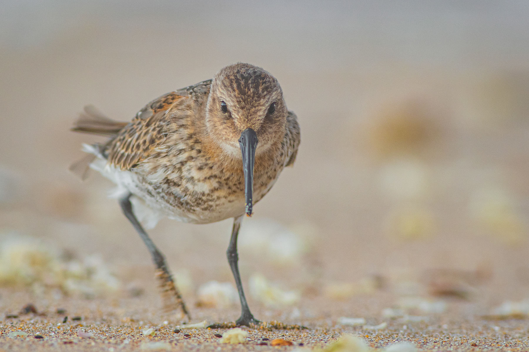 Тъмногръд брегобегач/ Dunlin