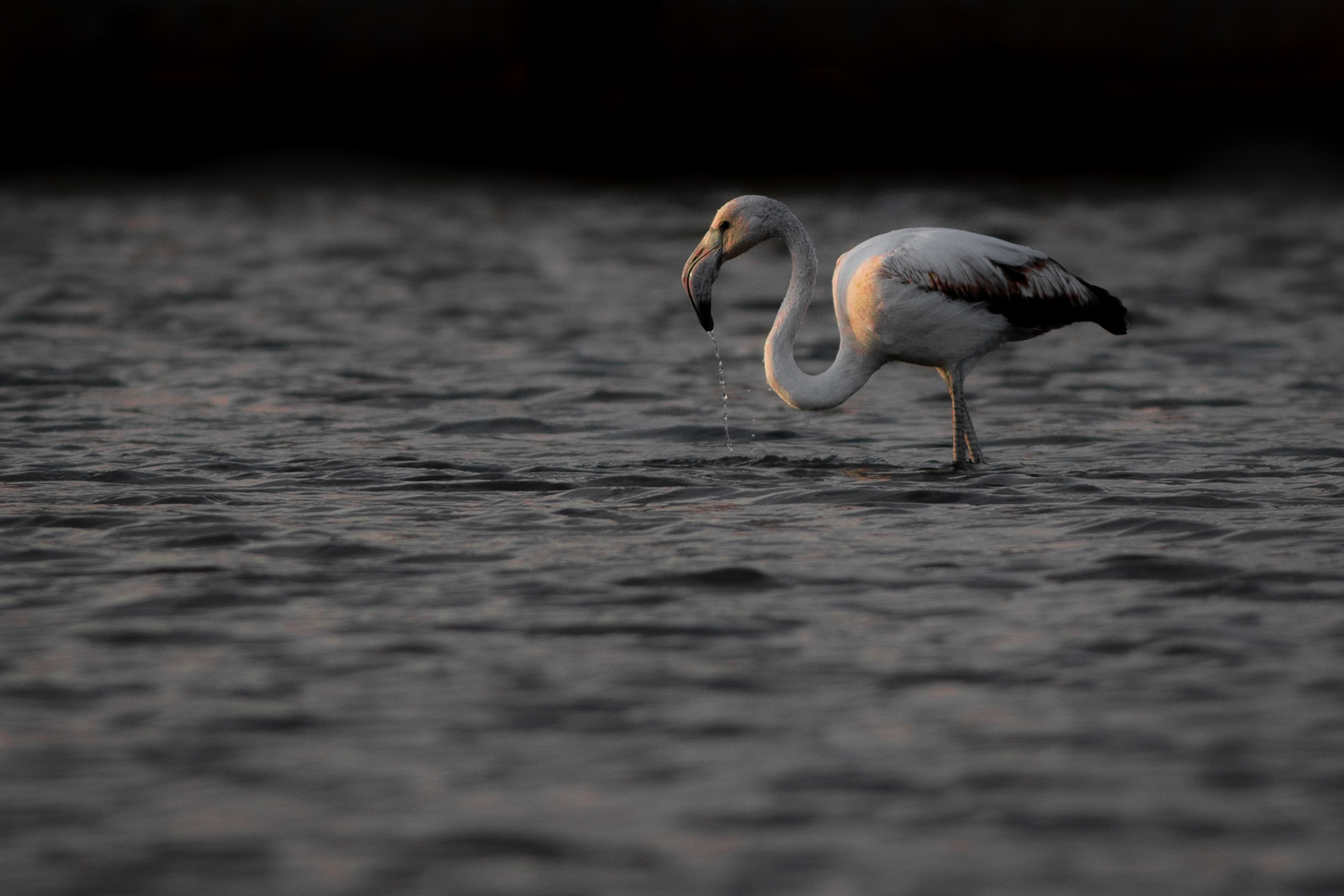 Розово фламинго/ Greater flamingo