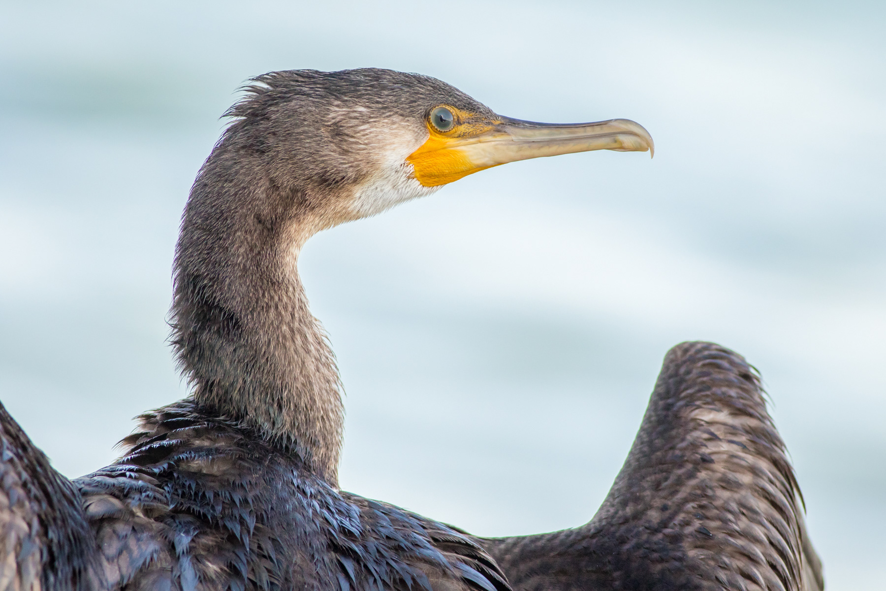 Голям корморан/ Greater cormorant