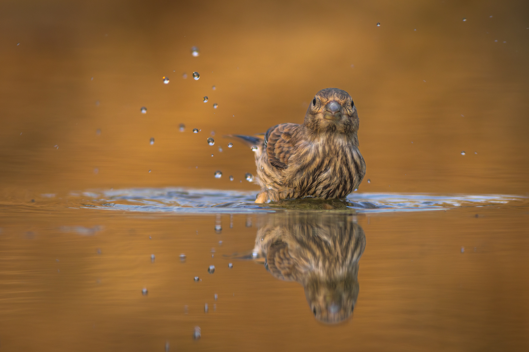 Обикновено конопарче/ Common linnet