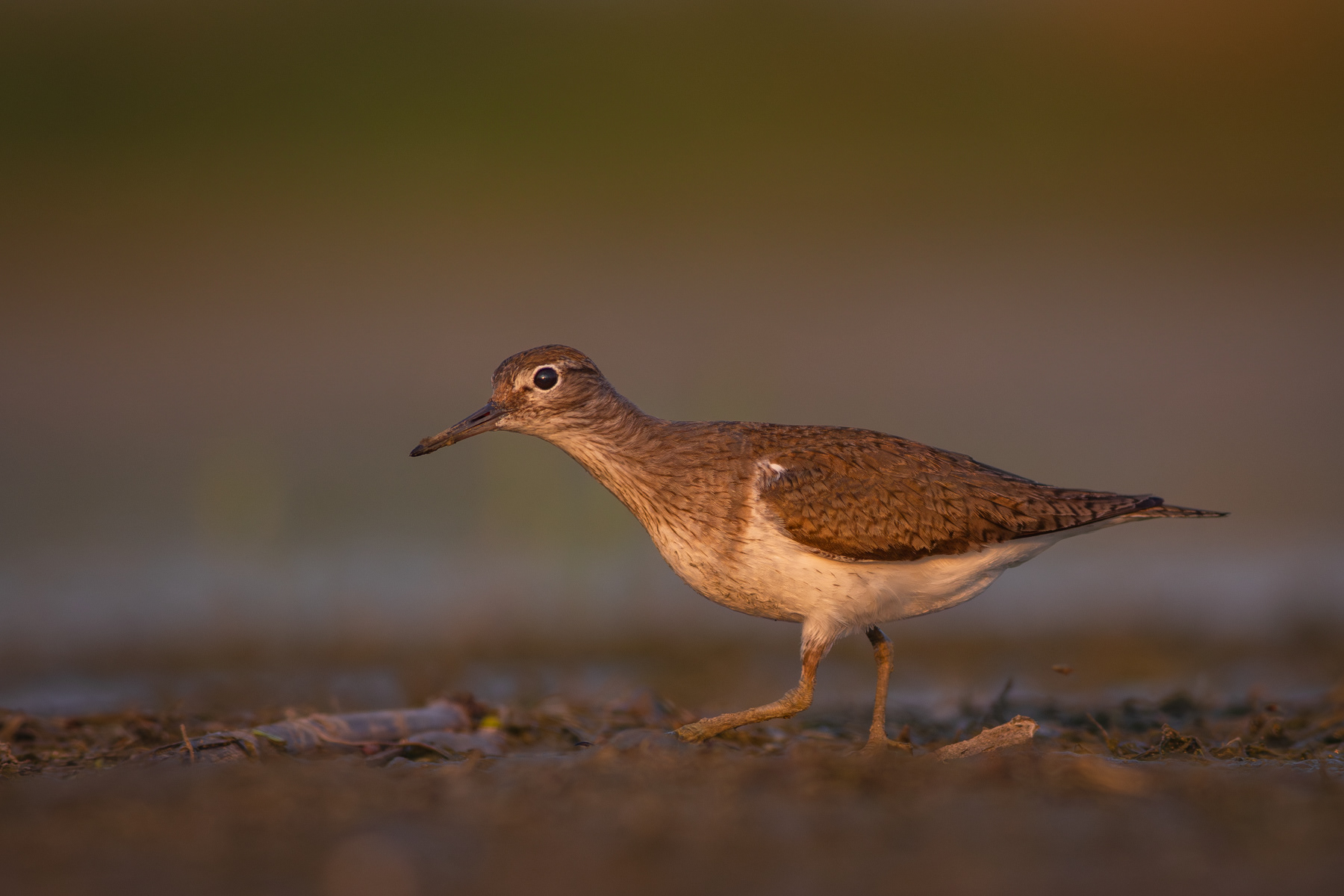 Късокрил кюкавец/ Common sandpiper
