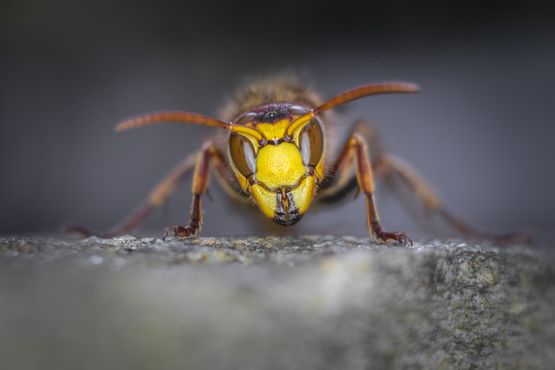 Стършел/  European hornet