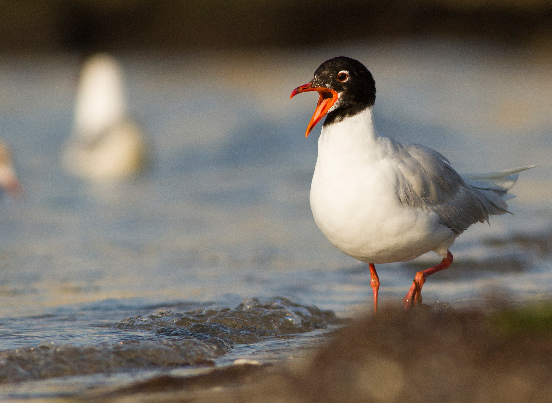 Малка черноглава чайка/ Mediterranean gull