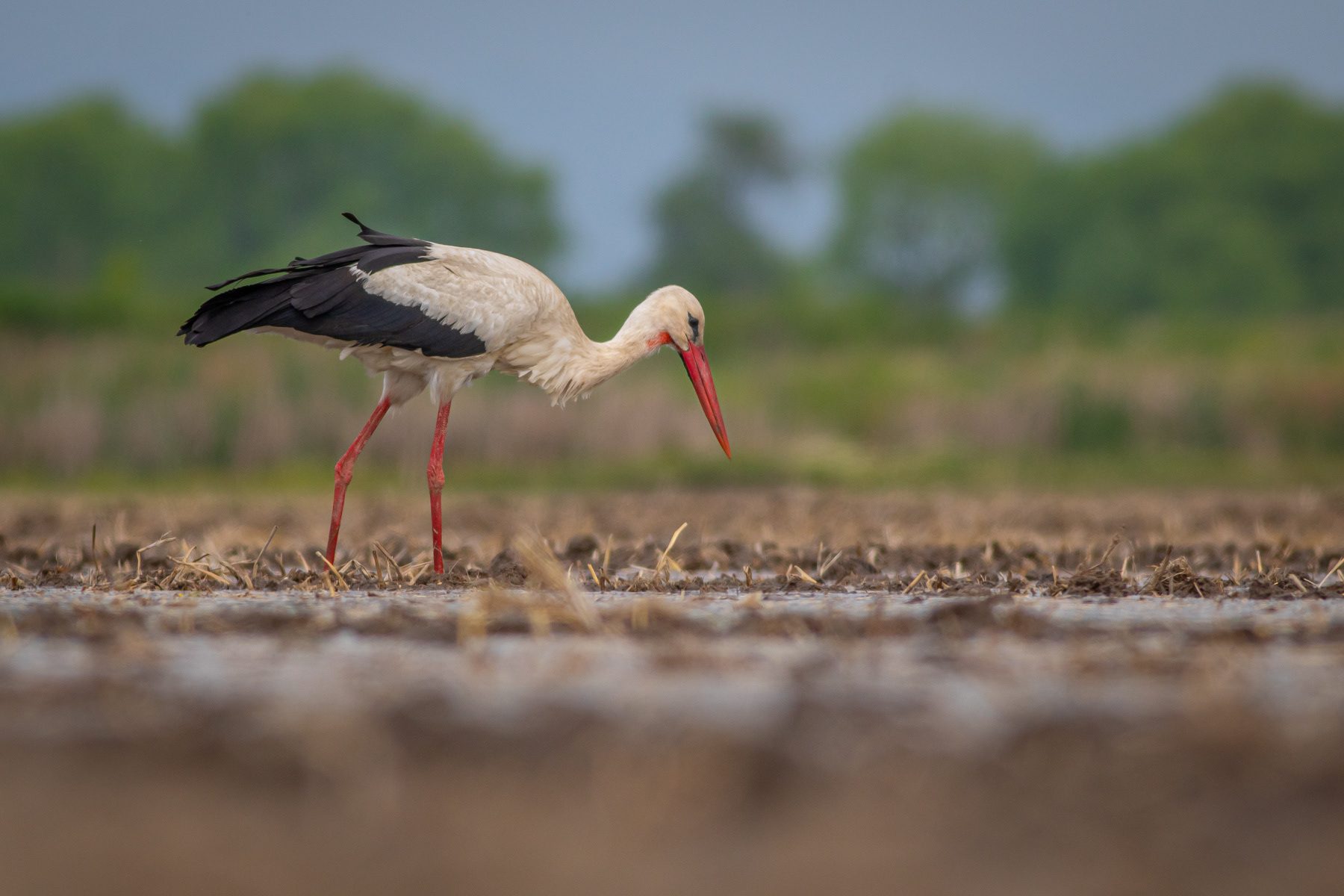 Бял щъркел/ White stork