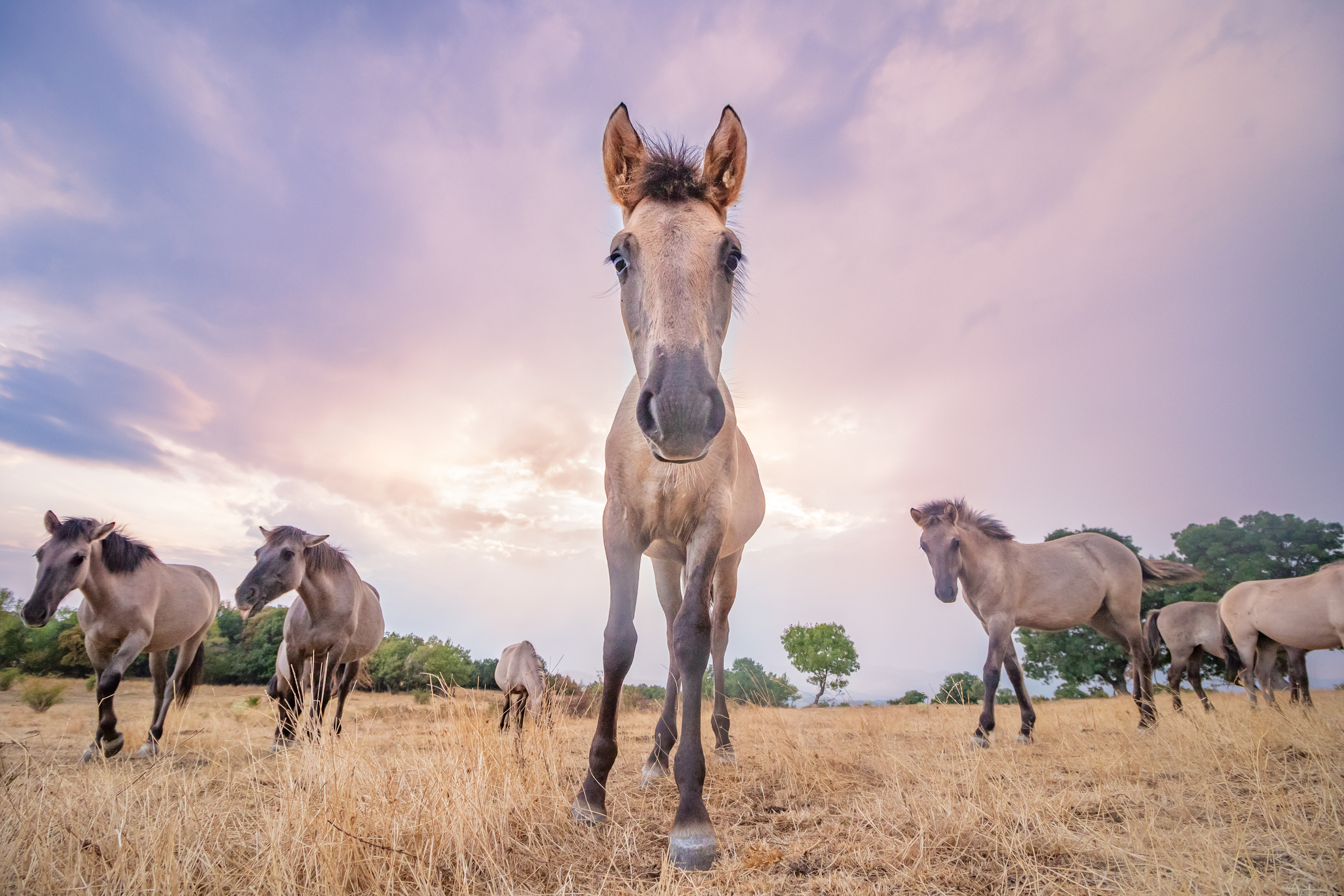 Тарпани / Tarpans