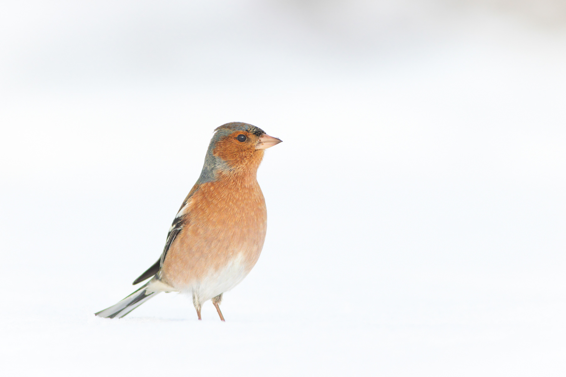 Обикновена чинка/ Eurasian chaffinch