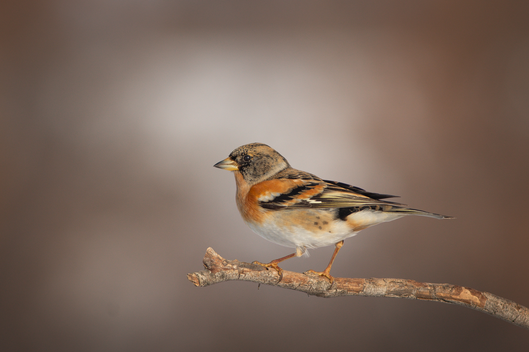 Планинска чинка/ Brambling