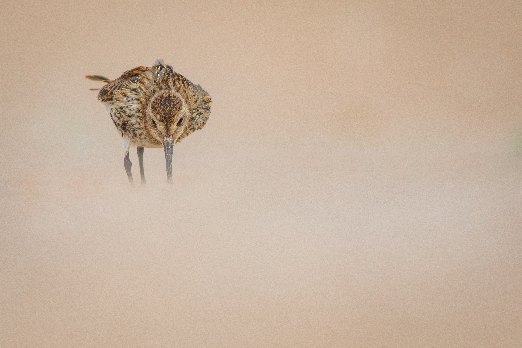 Тъмногръд брегобегач/ Dunlin