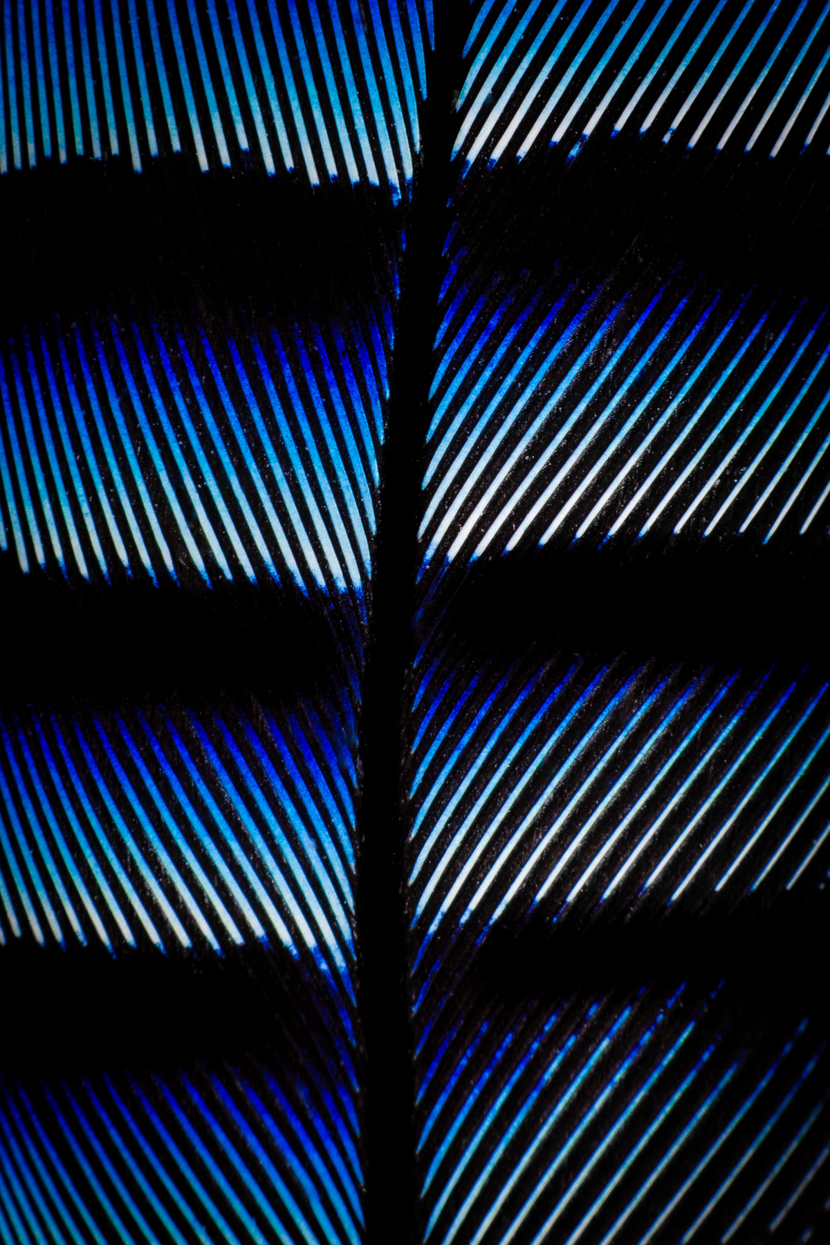 Перо от сойка/ Eurasian jay feather