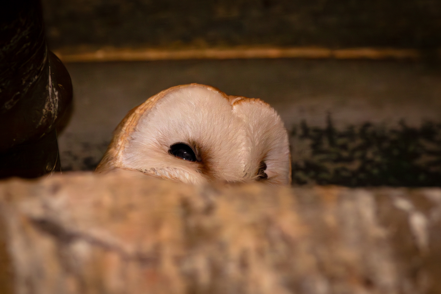 Забулена сова/ Barn owl