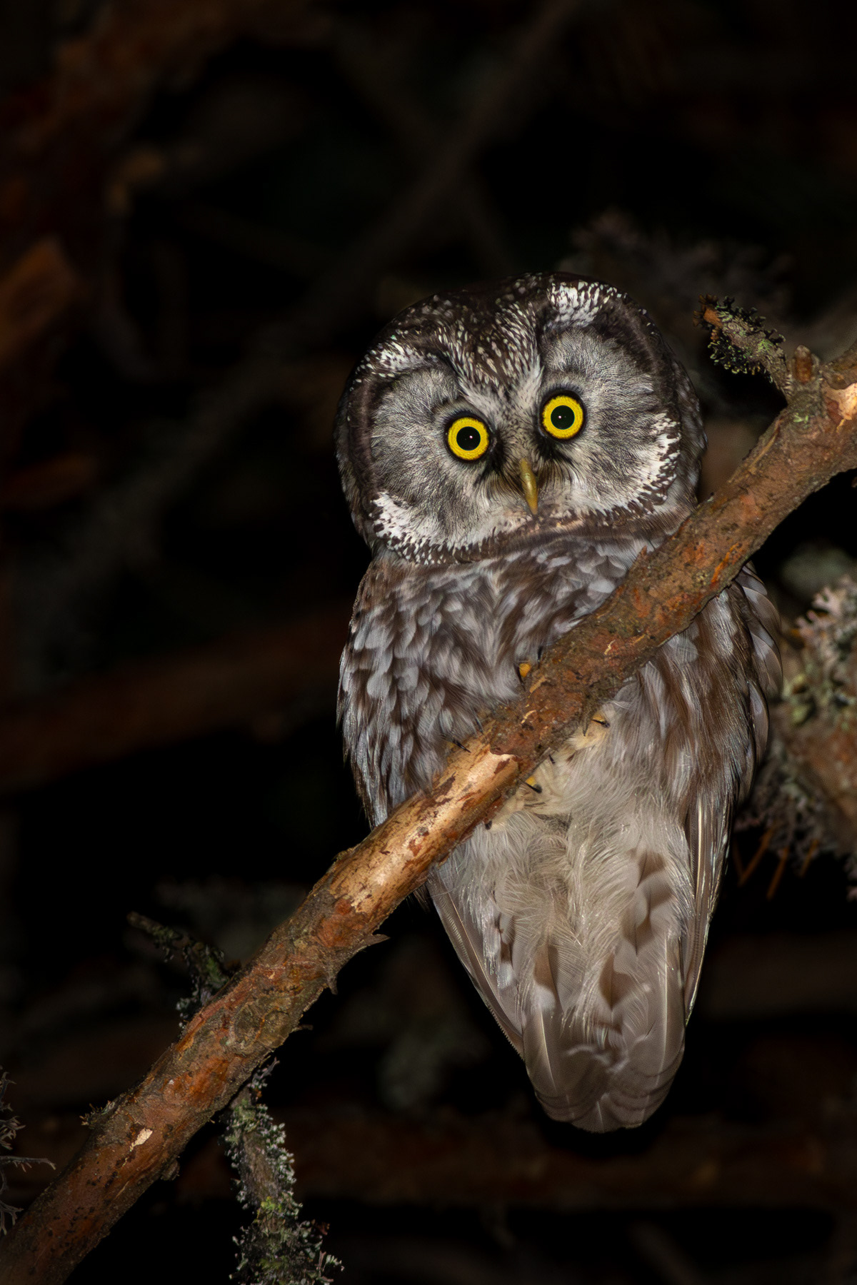 Пернатонога кукумявка/ Boreal owl