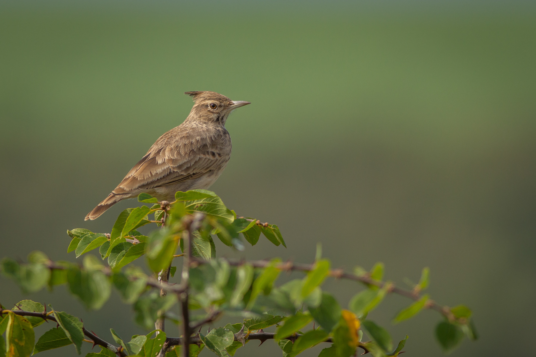 Качулата чучулига/ Crested lark