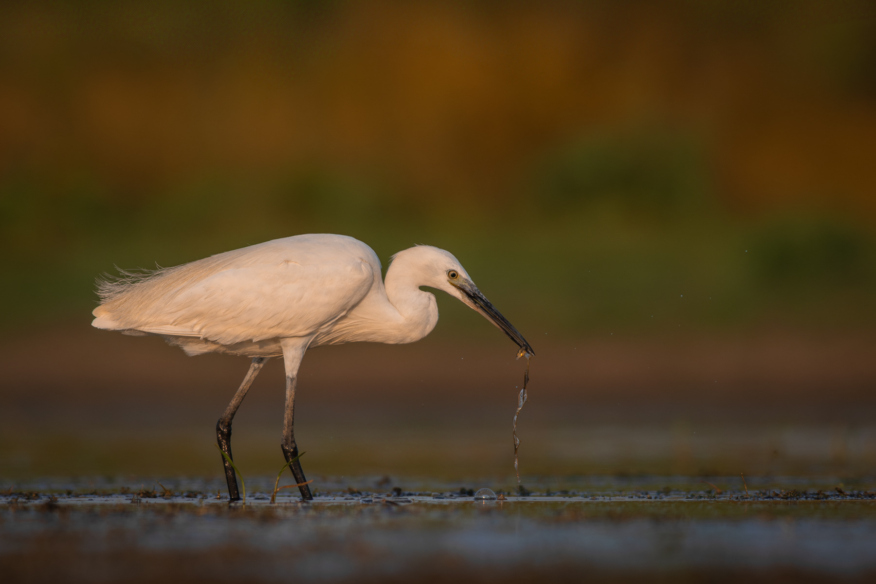Малка бяла чапла/ Little egret