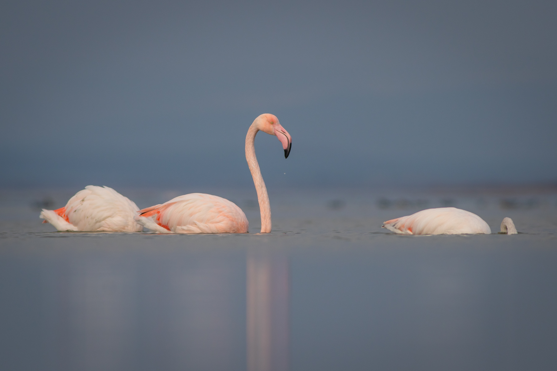 Розово фламинго/ Greater flamingo