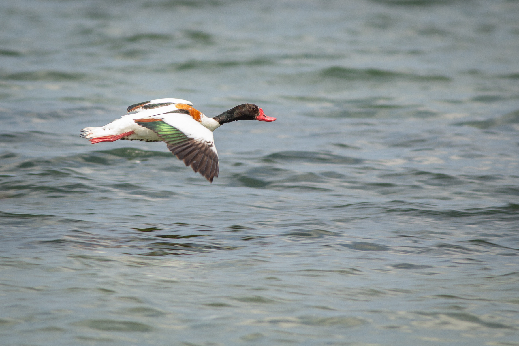 Бял ангъч/ Common Shelduck