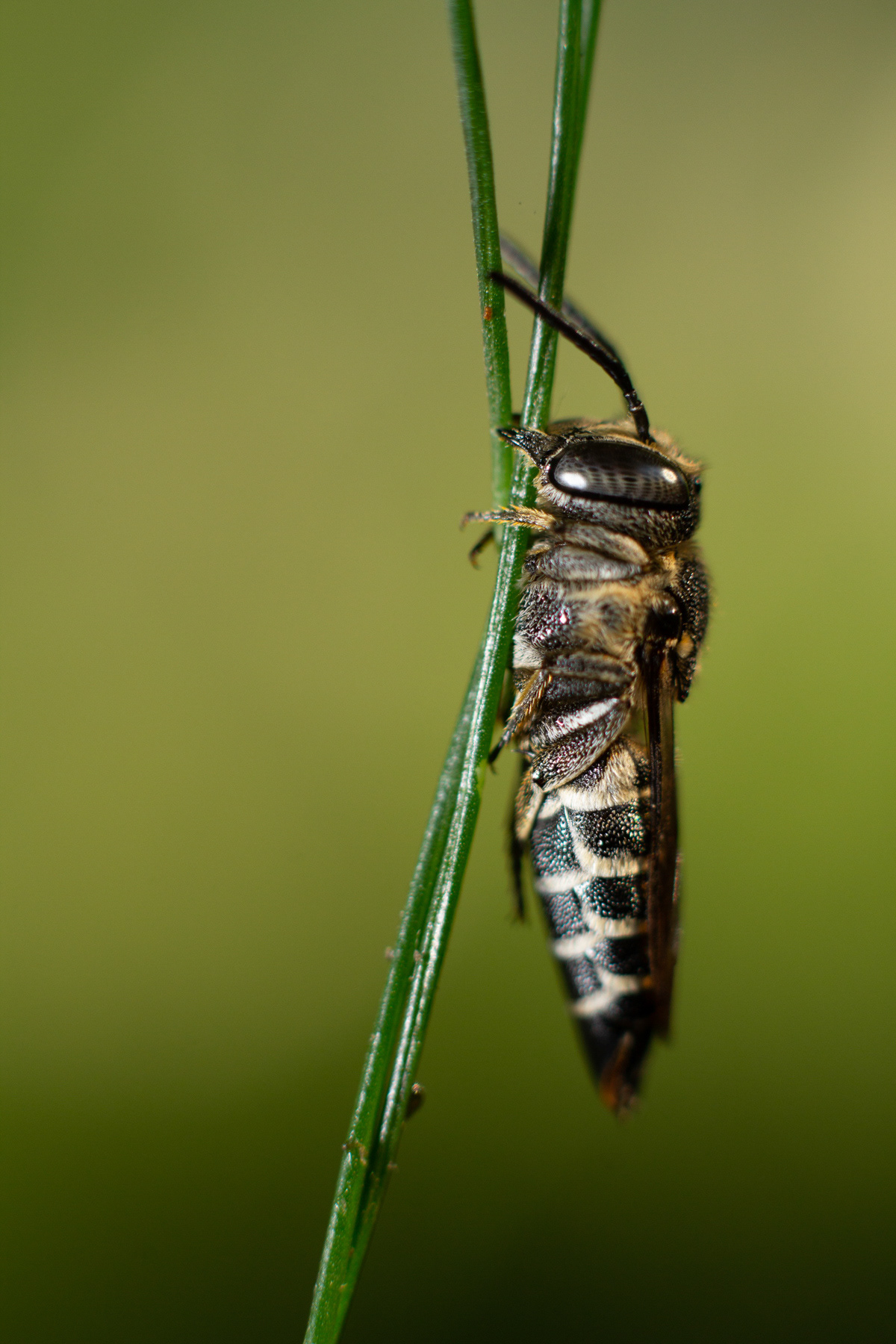 Coelioxys sp.
