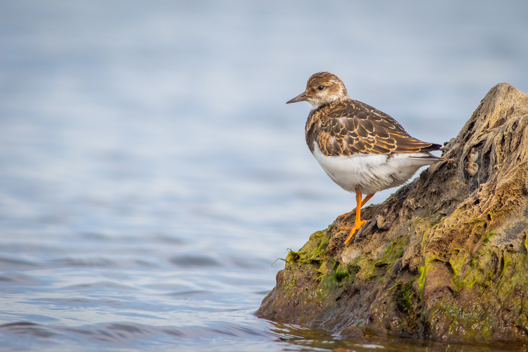 Камъкообръщач/ Ruddy turnstone