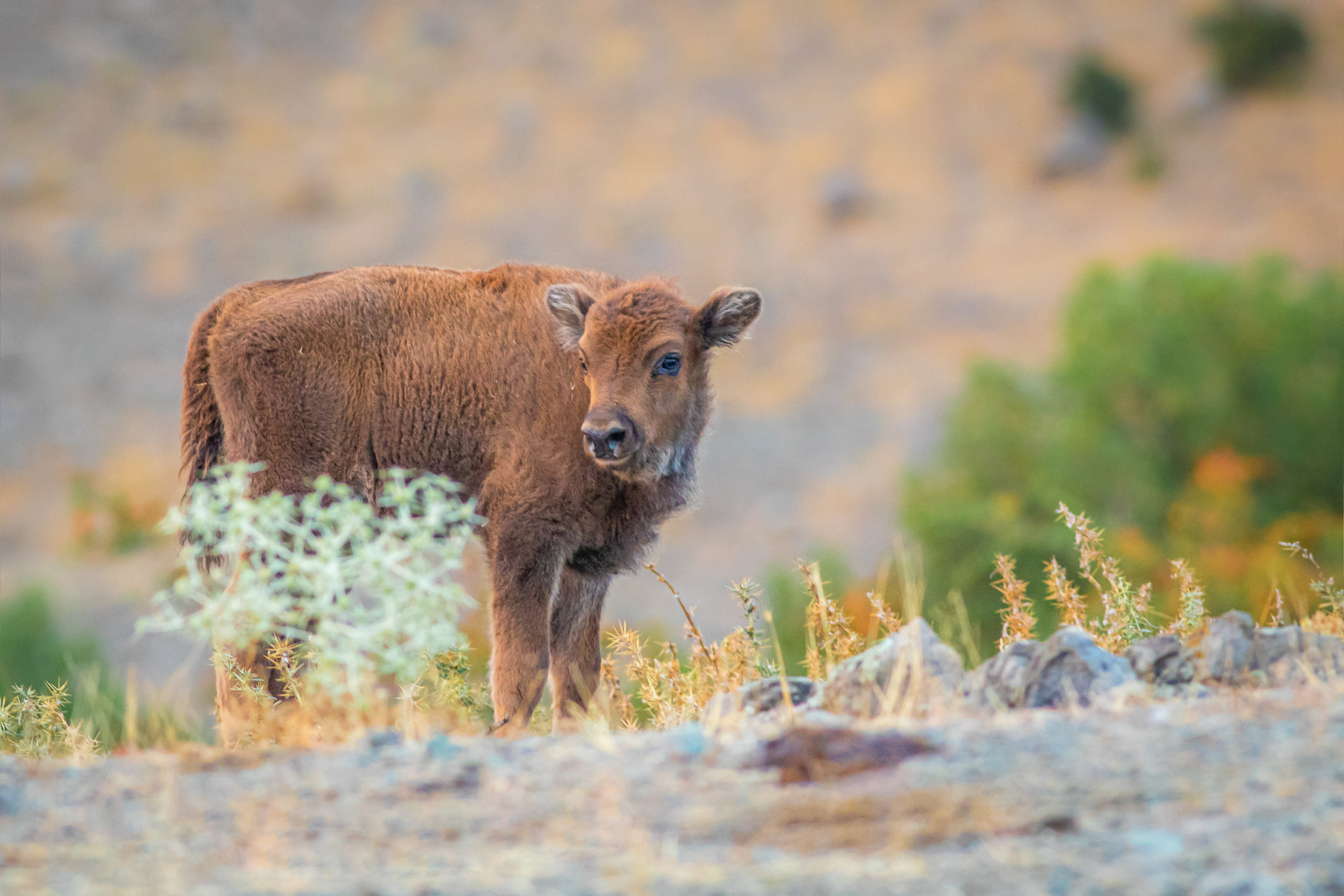 Европейски бизон/ European bison