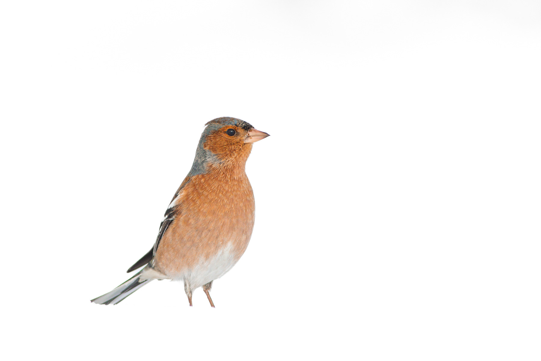 Обикновена чинка/ Eurasian chaffinch