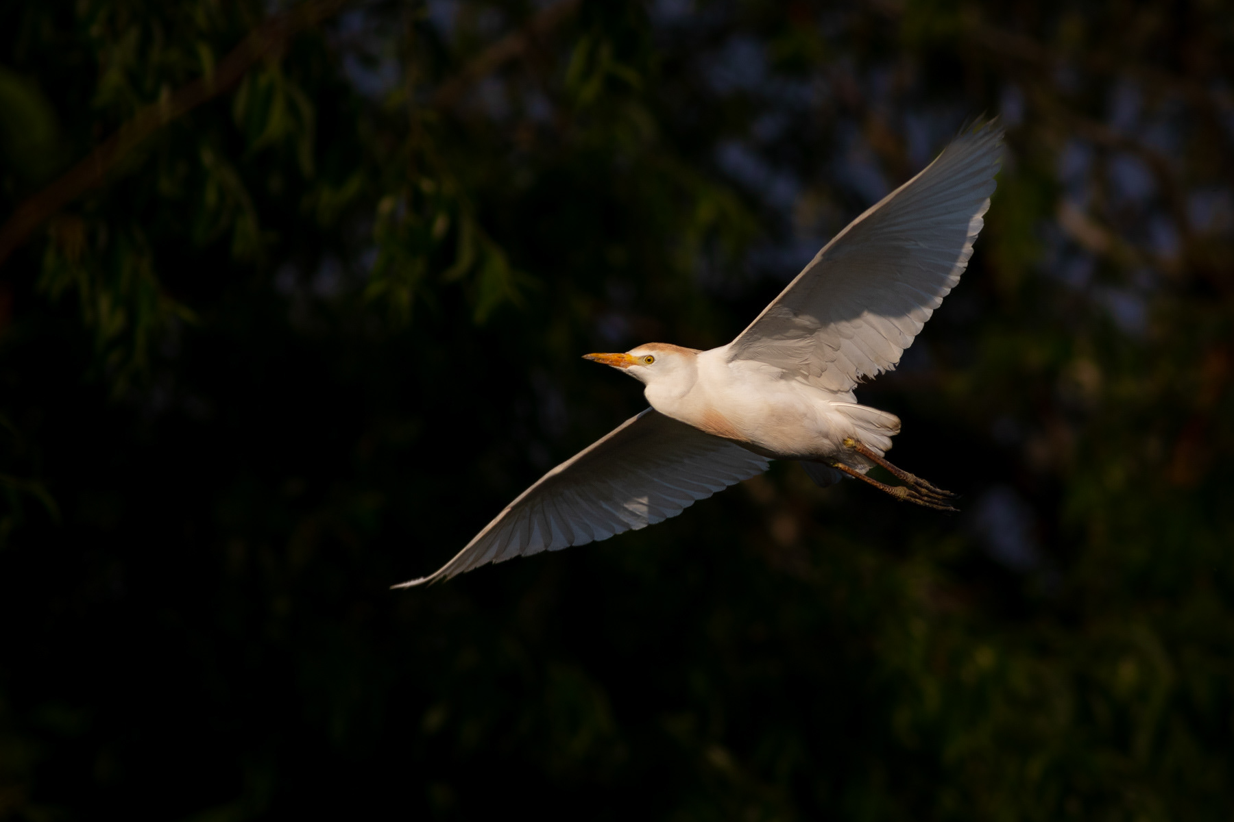 Биволска чапла/ Cattle Egret