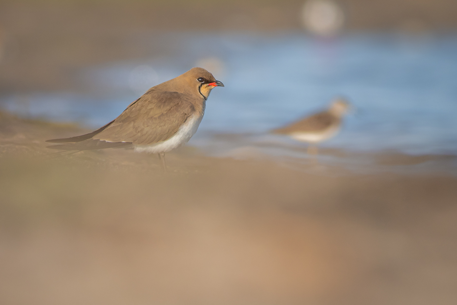 Кафявокрил огърличник/ Collared pratincole