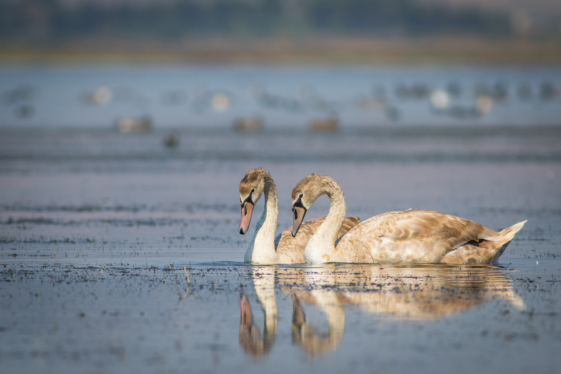 Ням лебед/ Mute swan