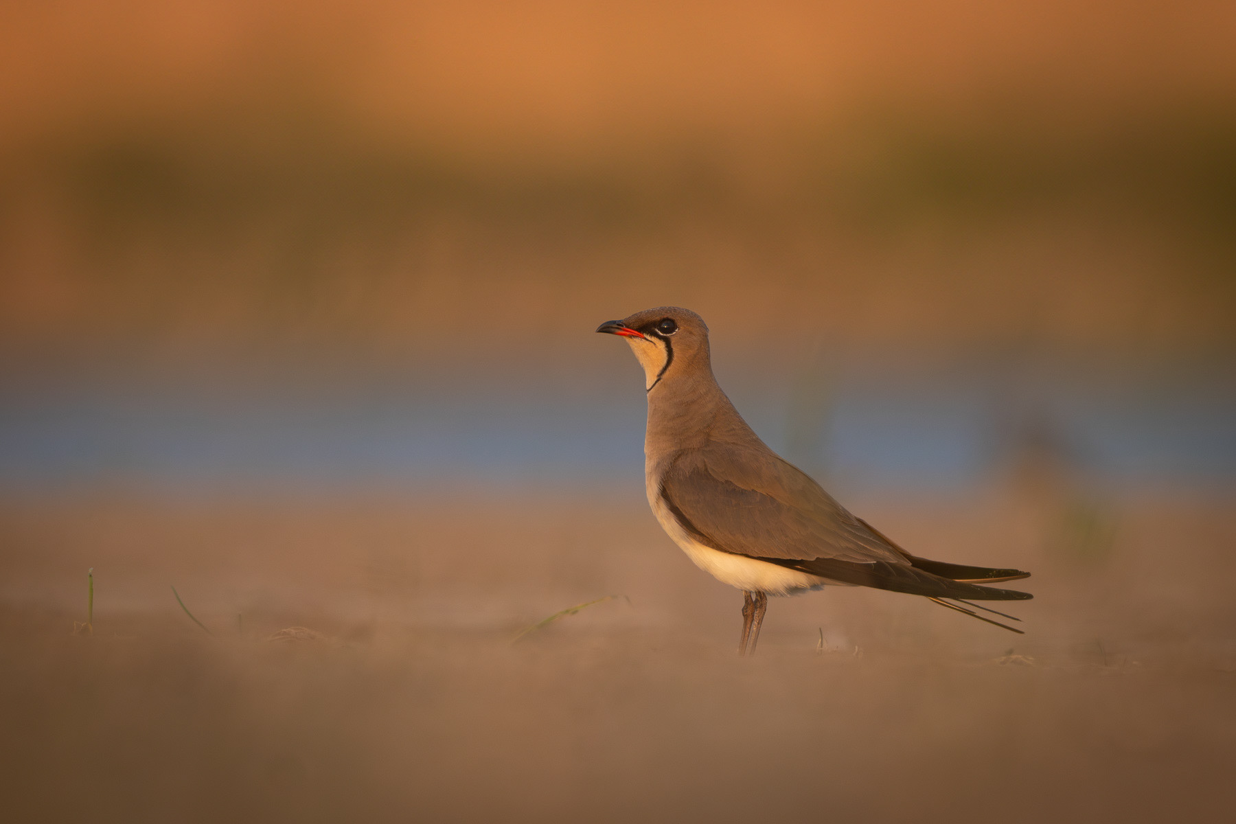 Кафявокрил огърличник/ Collared pratincole