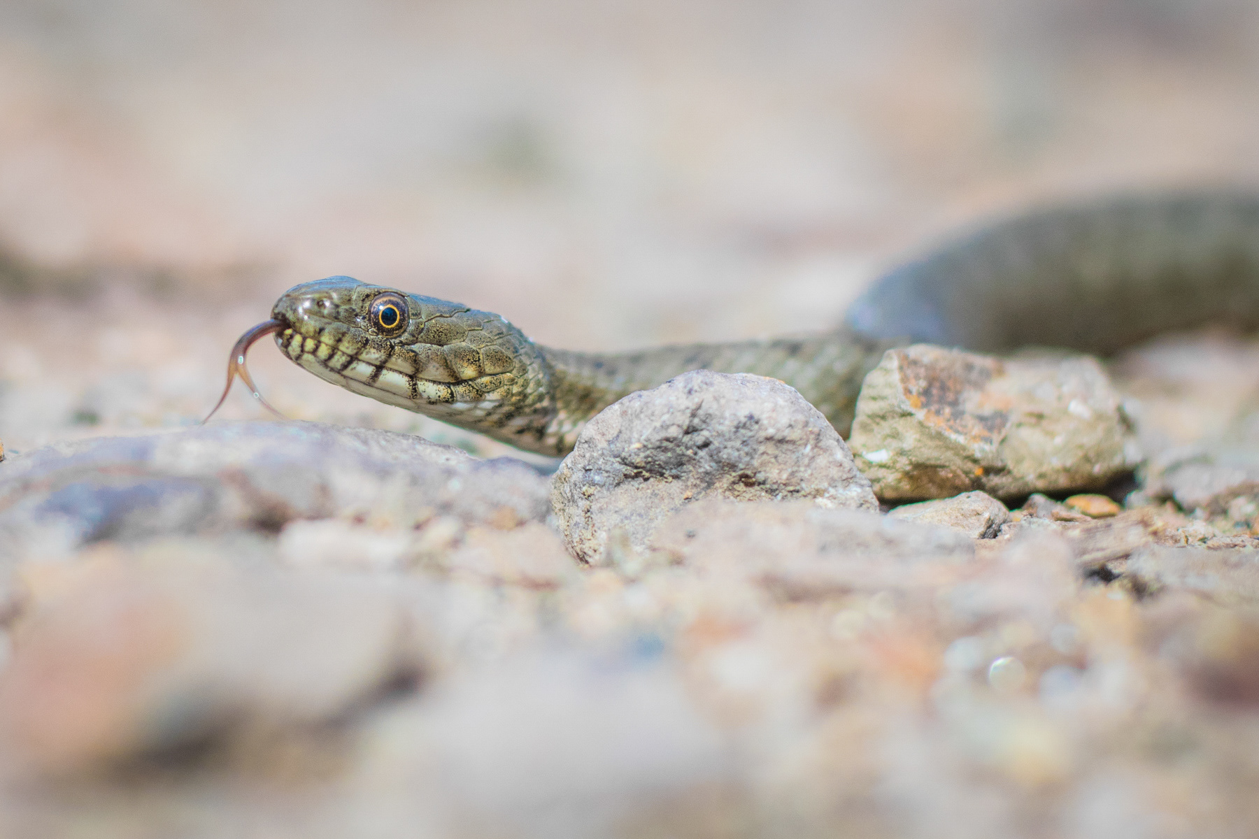 Сива водна змия/ Dice snake