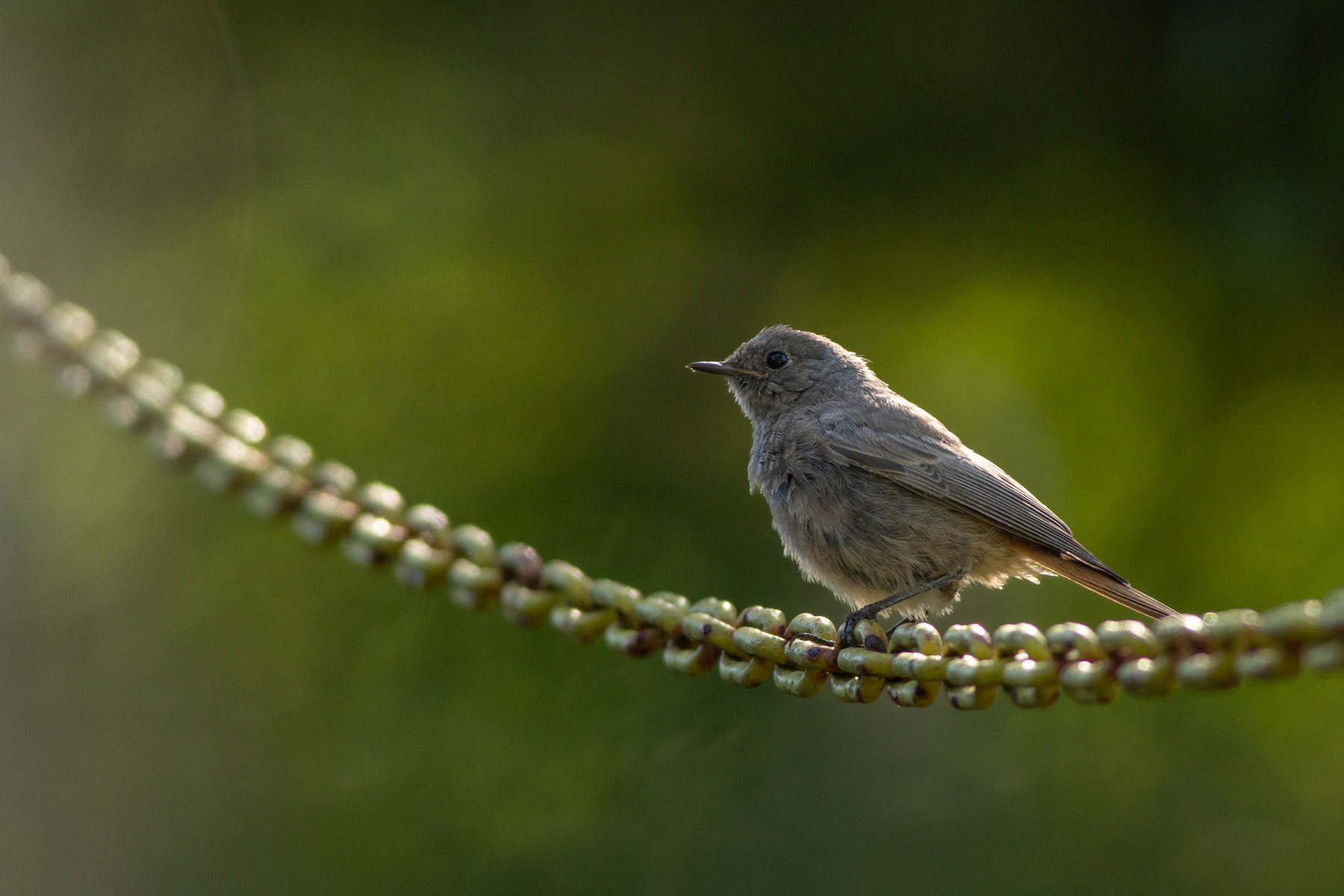 Домашна червеноопашка/ Black redstart