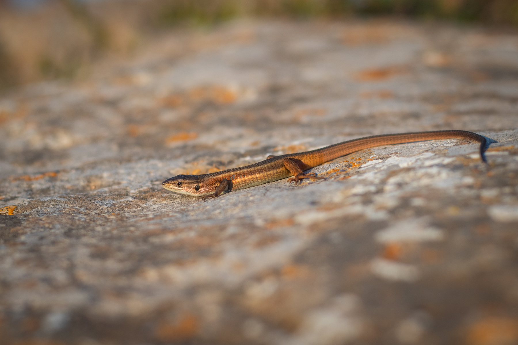 Algerian sand racer/ Psammodromus algirus