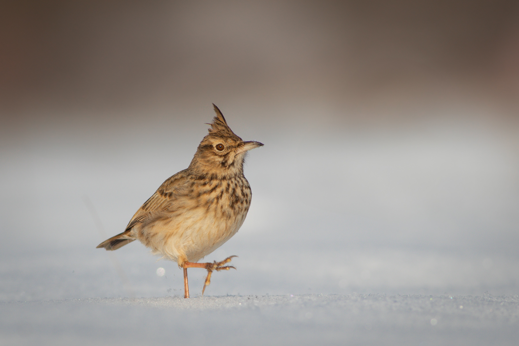 Качулата чучулига/ Crested lark