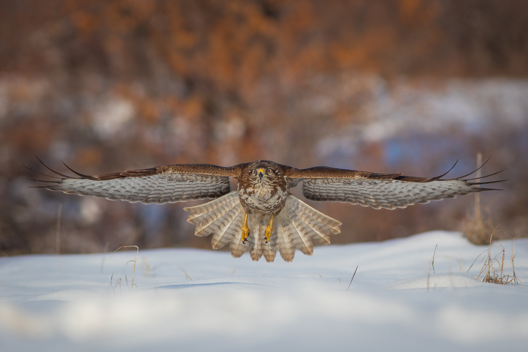 Обикновен мишелов/ Common buzzard