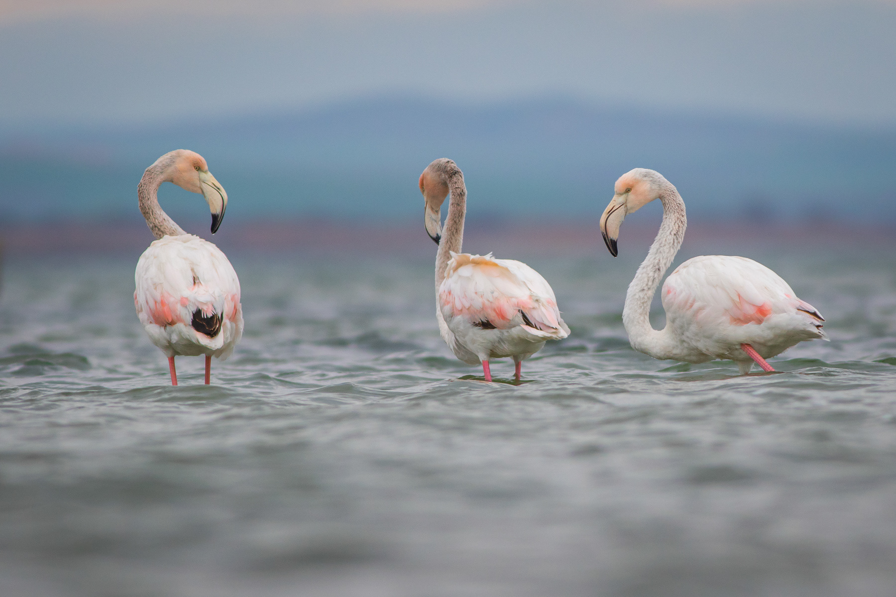 Розово фламинго/ Greater flamingo