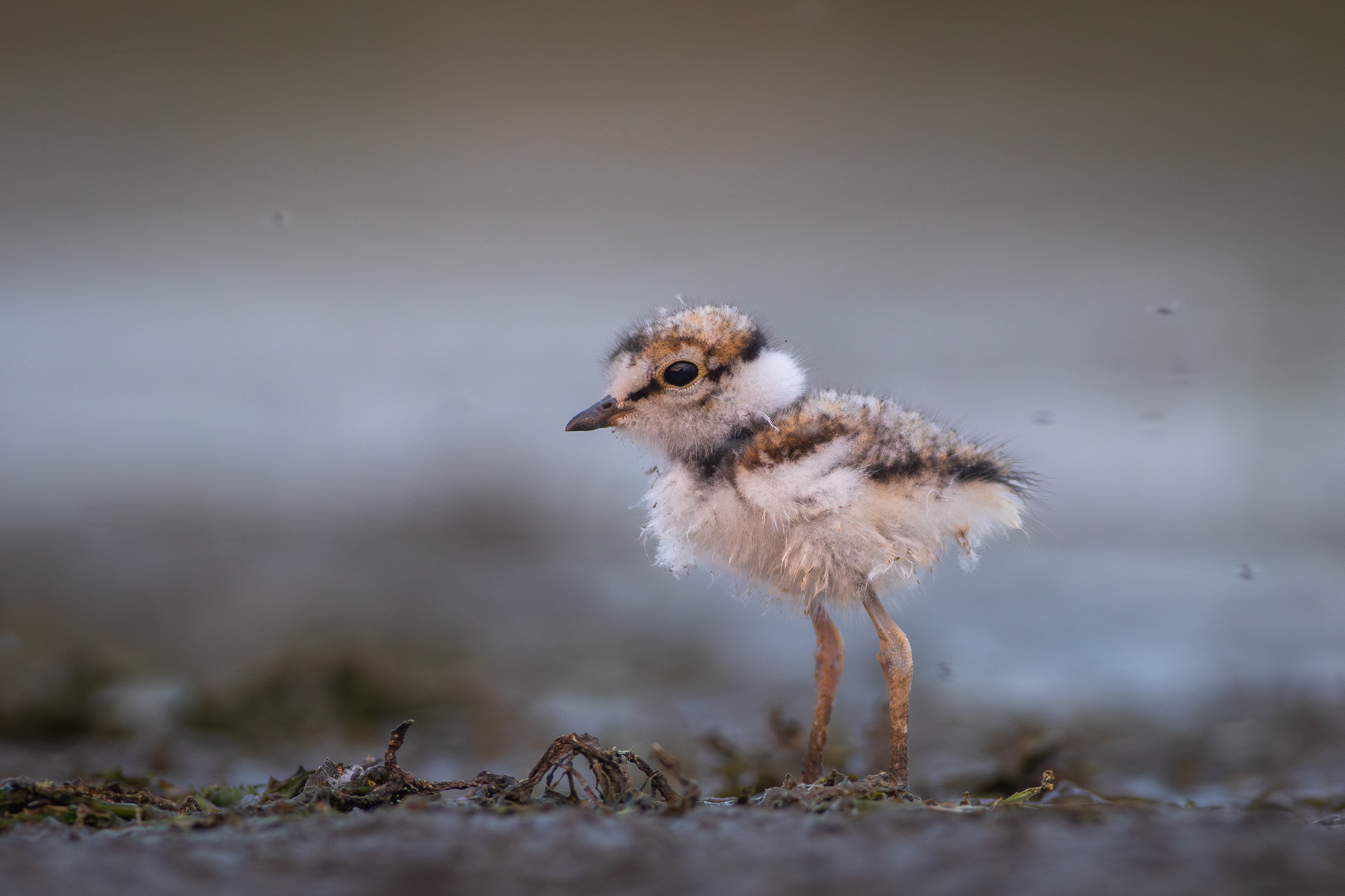 Речен дъждосвирец/ Little ringed plover