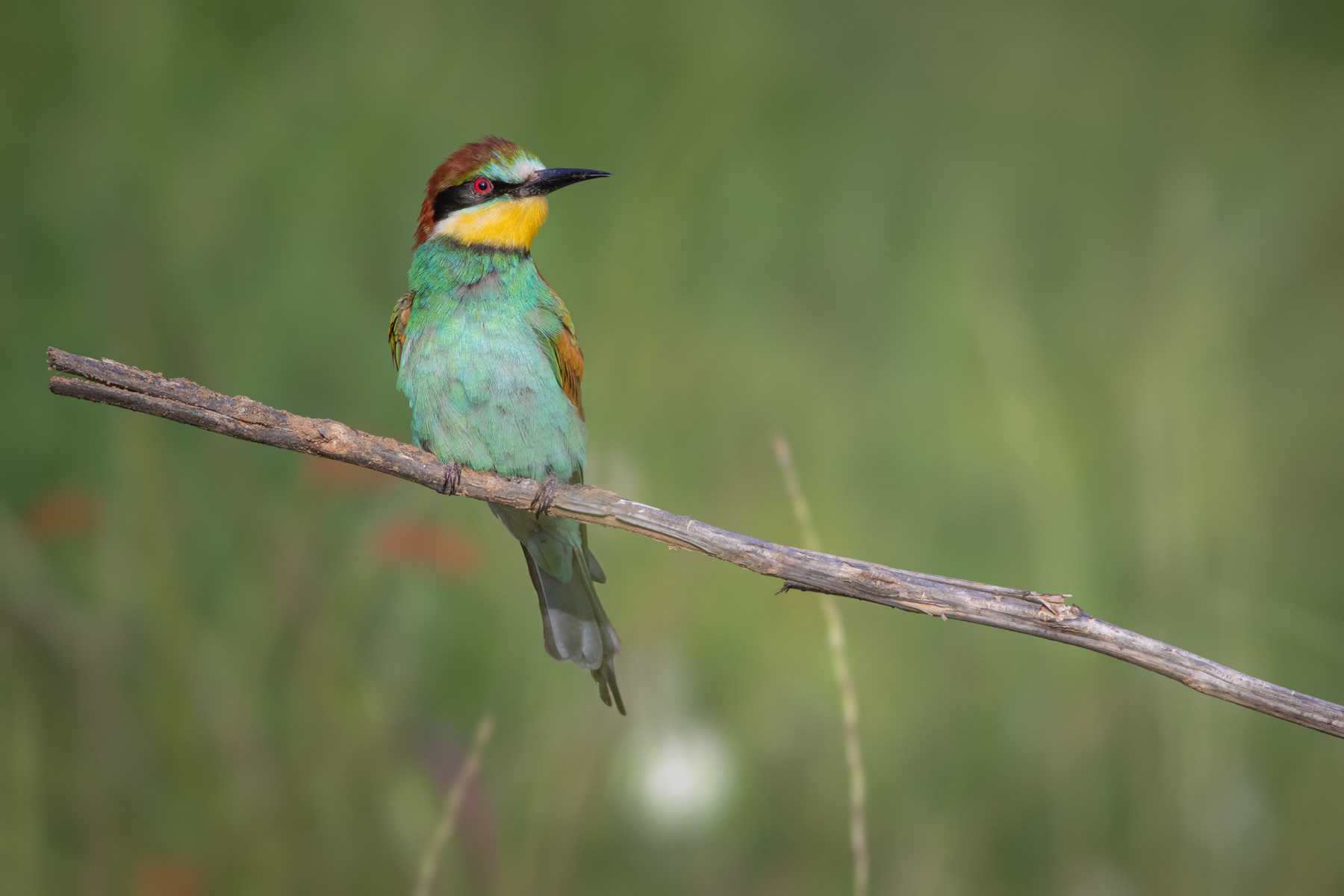 Обикновен пчелояд/ European bee-eater