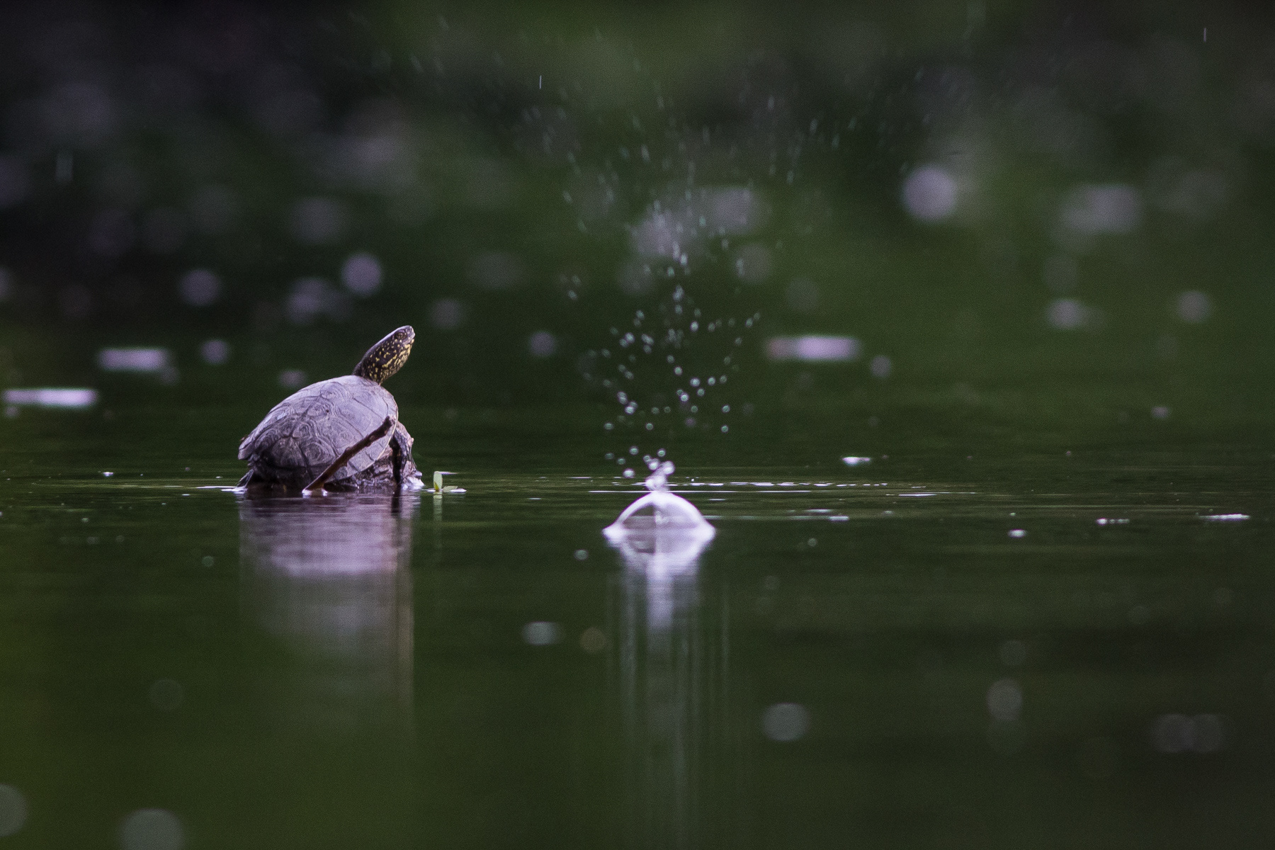 Европейска блатна костенурка/ European pond turtle