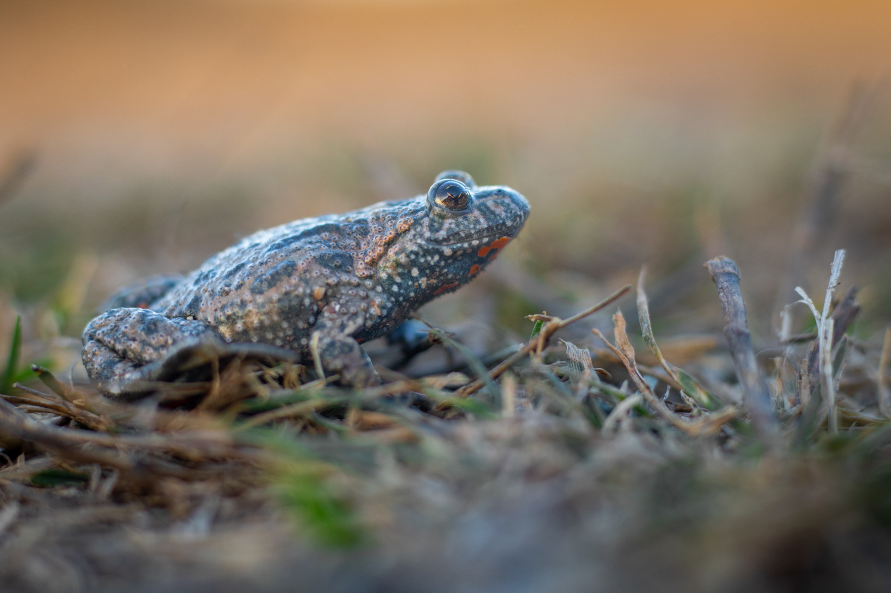 Червенокоремна бумка/ Fire-bellied toad