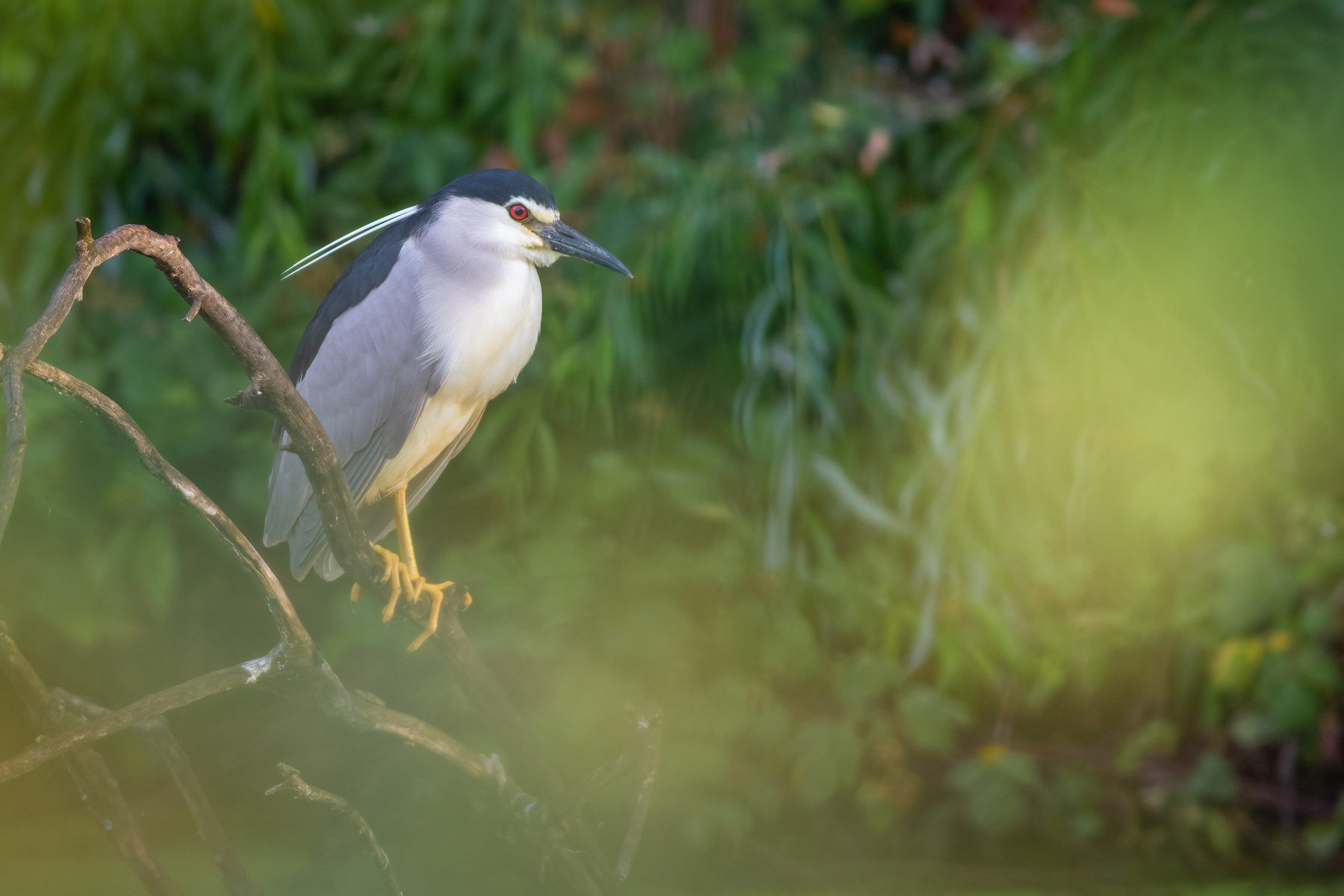 Нощна чапла/ Black-crowned night heron