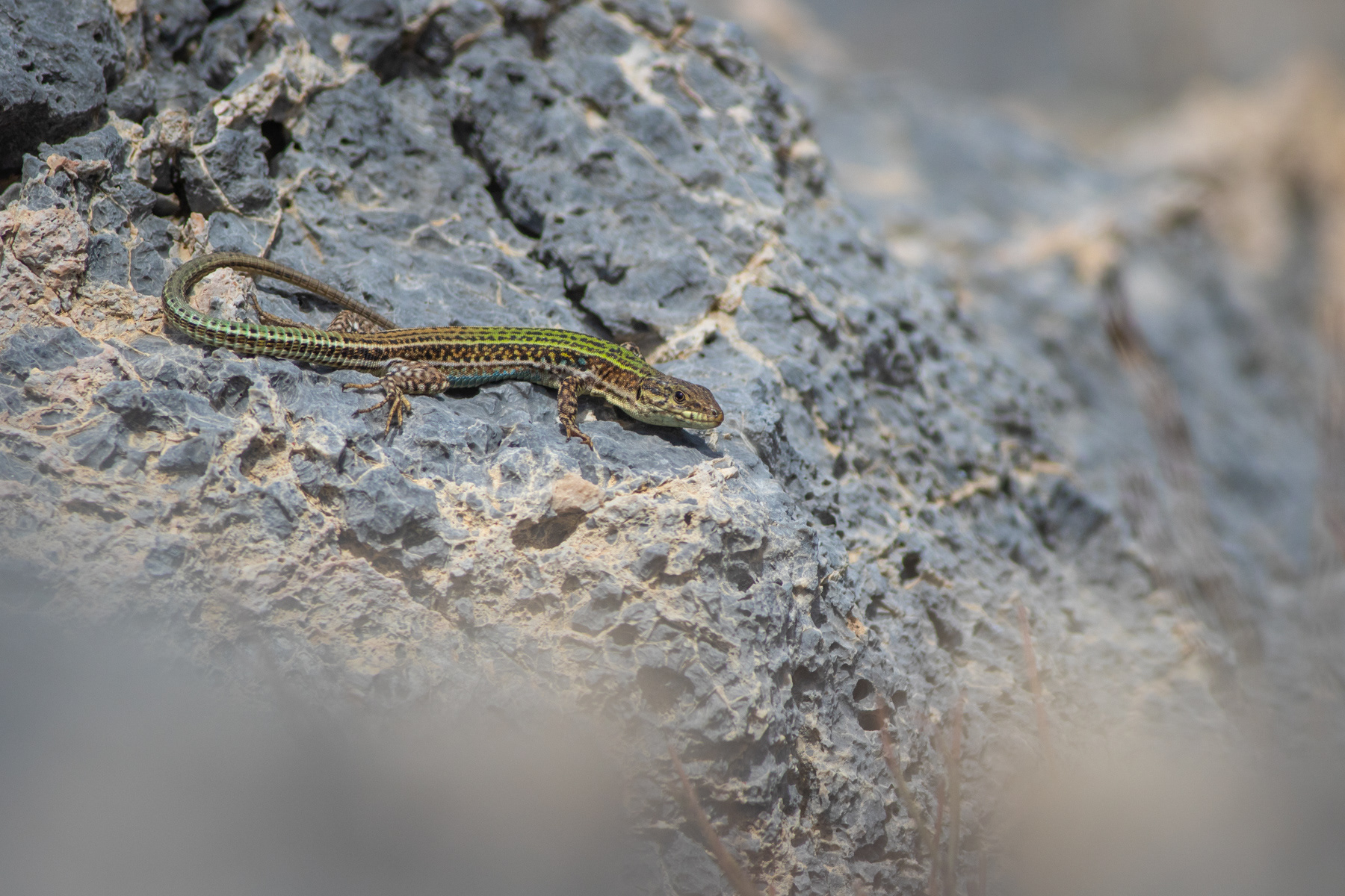 Критски гущер/ Cretean wall lizard