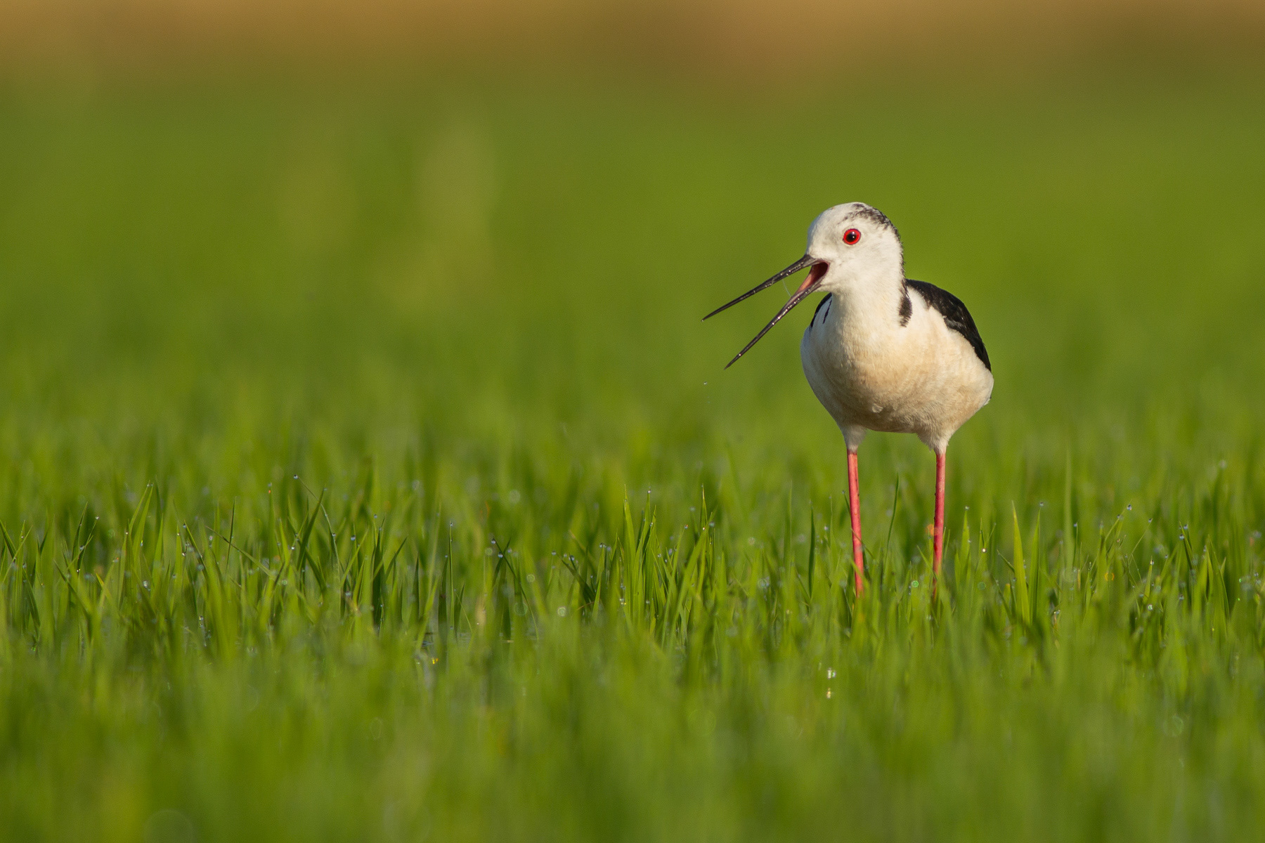 Кокилобегач/ Black-winged Stilt