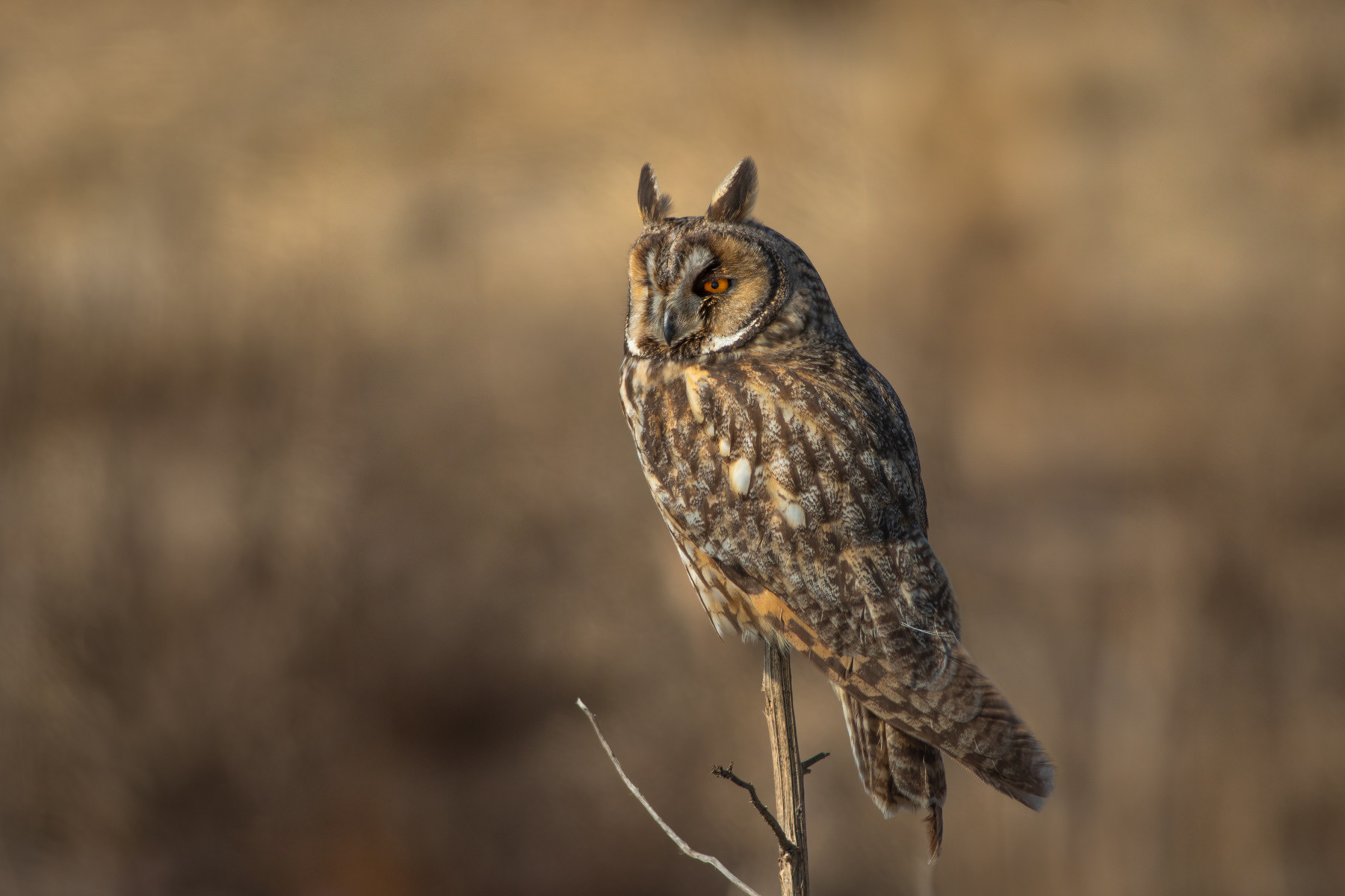 Ушата сова/ Long-eared owl
