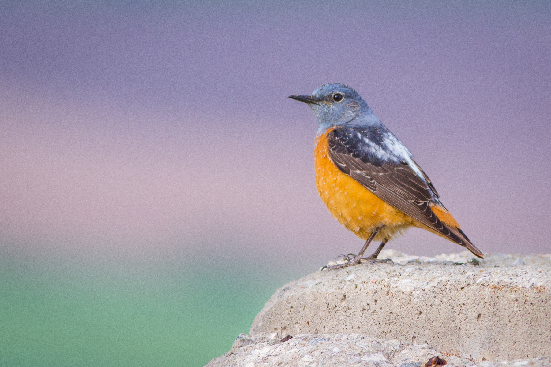Пъстър скален дрозд/ Common rock thrush