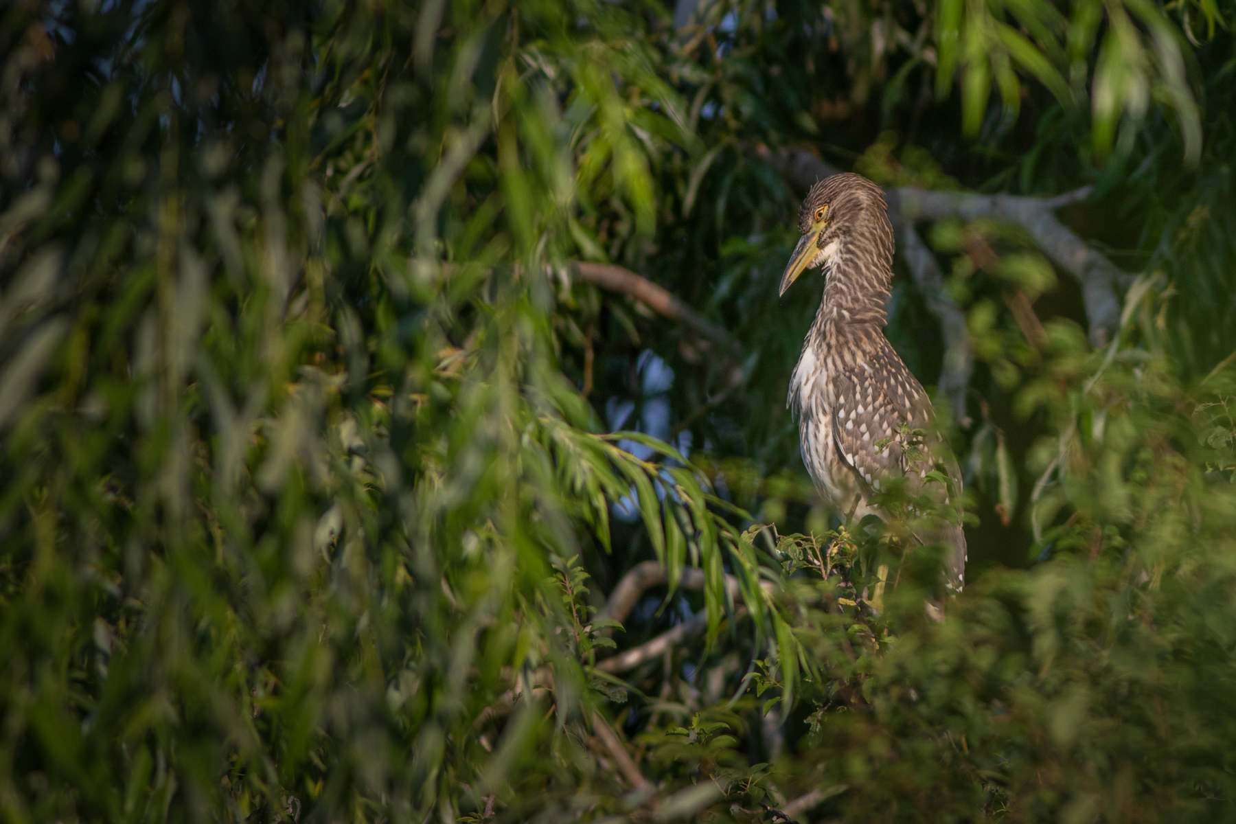 Нощна чапла/ Black-crowned night heron
