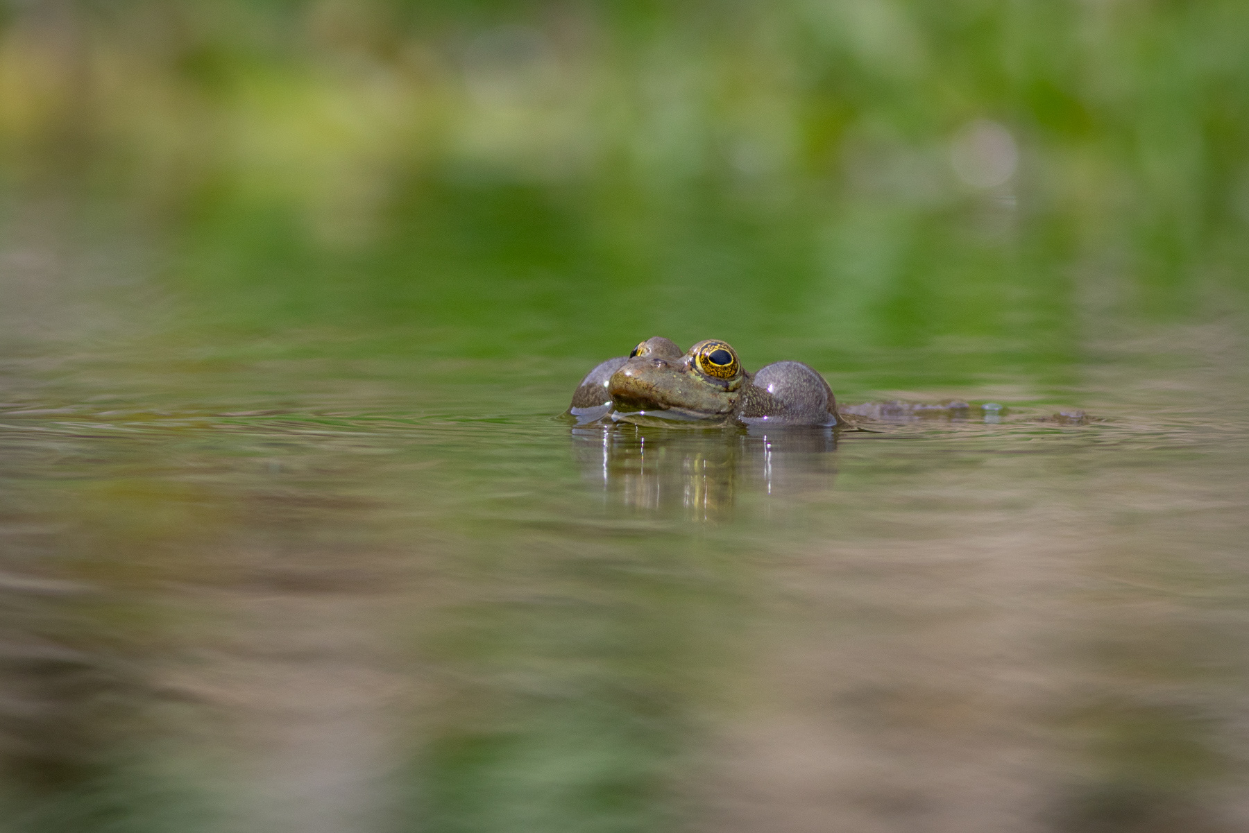 Критска водна жаба/ Cretean frog