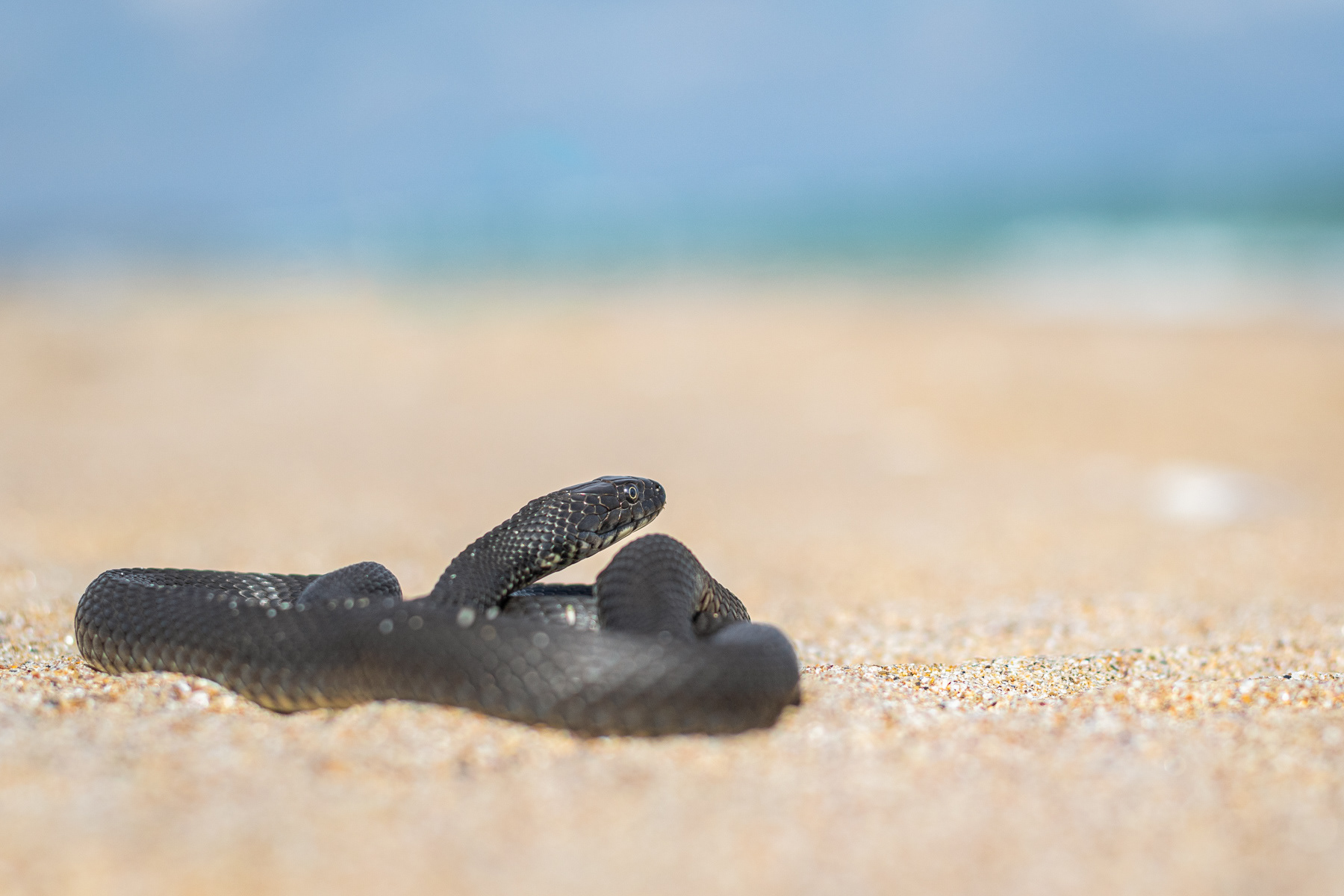 Сива водна змия, меланист/ Melanistic Dice snake