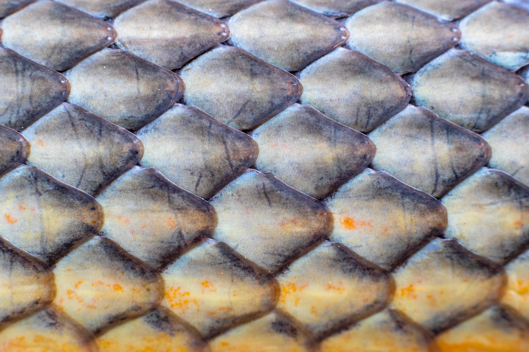 Голям стрелец/ Caspian Whip Snake