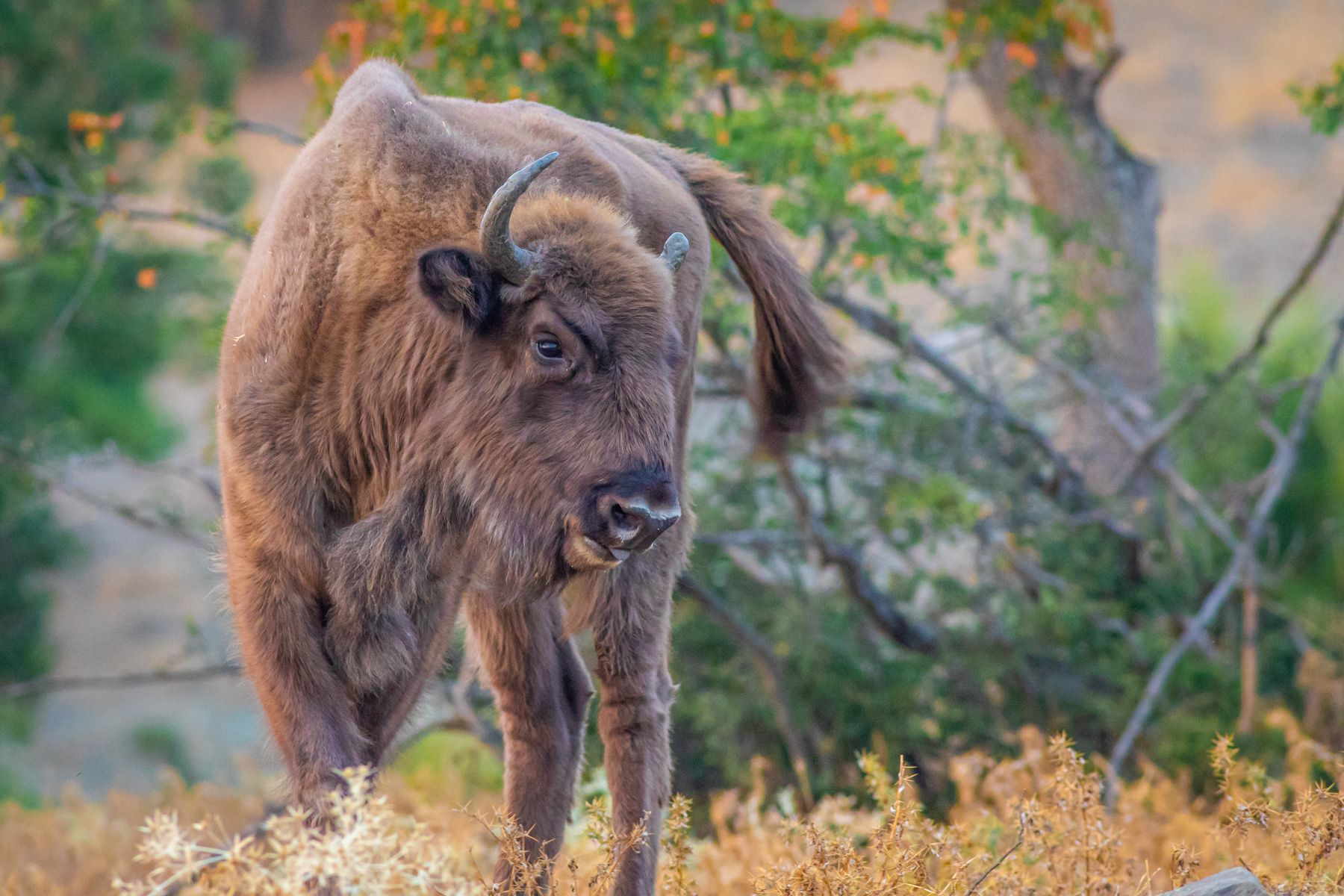 Европейски бизон/ European bison